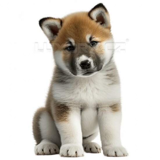 Nažehlovačka Akita Inu štěně - NAŽ121/hl