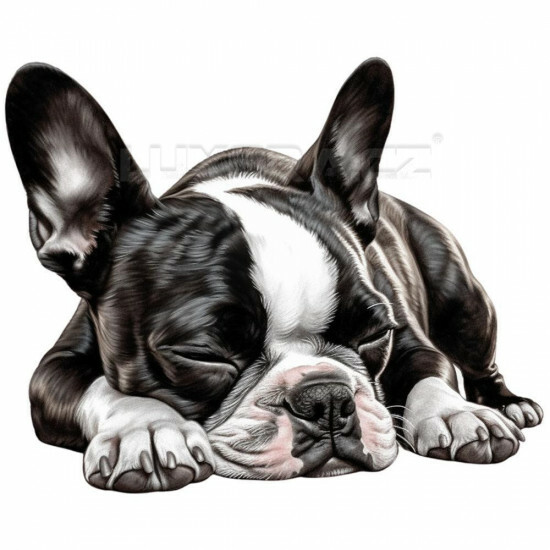 Nažehlovačka Bostonský teriér spící - NAŽ170/hl