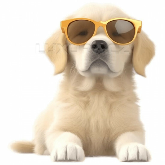 Nažehlovačka Zlatý retrívr štěně sluneční brýle - NAŽ306/hl
