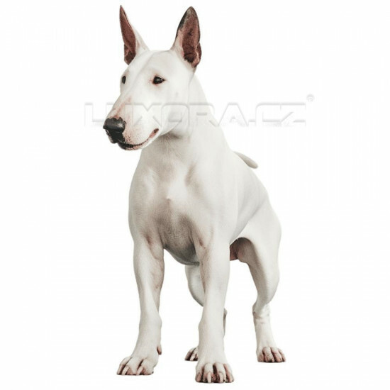 Nažehlovačka Anglický bulteriér - NAŽ133/hl