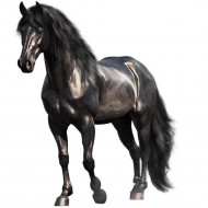 Nažehlovačka Kůň černý