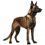 Nažehlovačka Belgický malinois