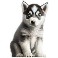 Nažehlovačka Husky štěně