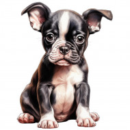 Nažehlovačka Bostonský teriér štěně