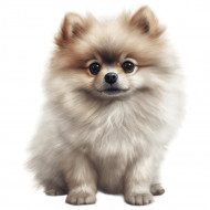 Nažehlovačka Pomeranian světlý