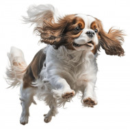 Nažehlovačka Kavalír king Charles španěl běžící