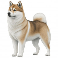 Nažehlovačka Akita Inu