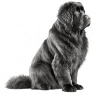 Nažehlovačka Novofundlandský pes