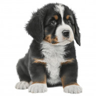 Nažehlovačka Bernský salašnický pes štěně