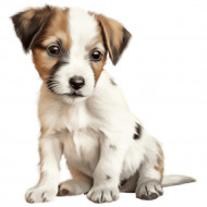 Nažehlovačka Jack Russel štěně