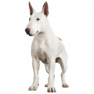 Nažehlovačka Anglický bulteriér