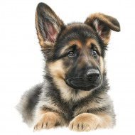 Nažehlovačka Německý ovčák štěně ouško