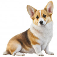 Nažehlovačka Corgi