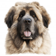 Nažehlovačka Kavkazský pastevecký pes hlava