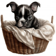 Nažehlovačka Bostonský teriér štěně v košíku
