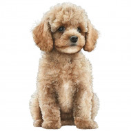 Nažehlovačka Pudl světle hnědý štěně