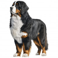 Nažehlovačka Bernský salašnický pes